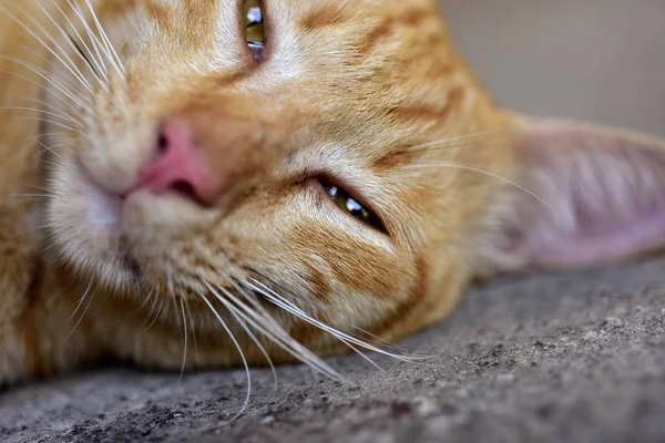 茶色の猫の写真を閉じる かわいい茶色の猫 — ストック写真