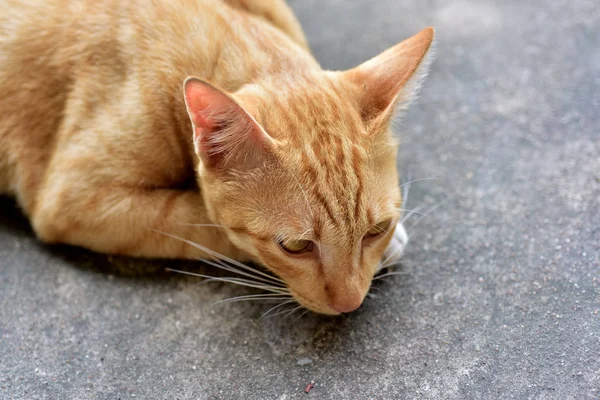Nahaufnahme Der Schönen Roten Katze — Stockfoto