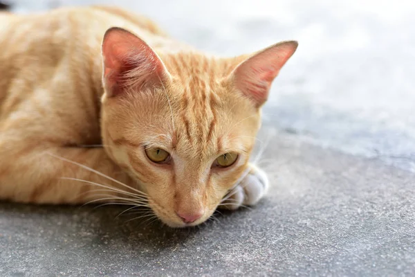 Zdjęcia Blisko Brązowy Kot Ładny Brązowy Kot — Zdjęcie stockowe