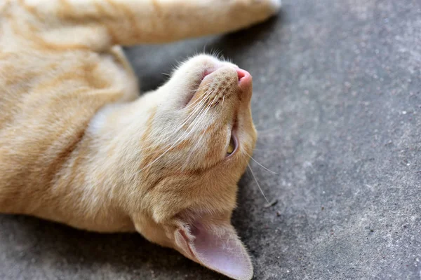 Primer Plano Hermoso Gato Rojo —  Fotos de Stock