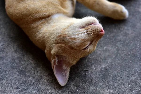 Foto Cerrar Del Gato Marrón Lindo Gato Marrón —  Fotos de Stock