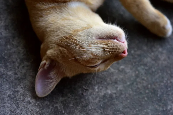 Close Dari Kucing Merah Yang Indah — Stok Foto