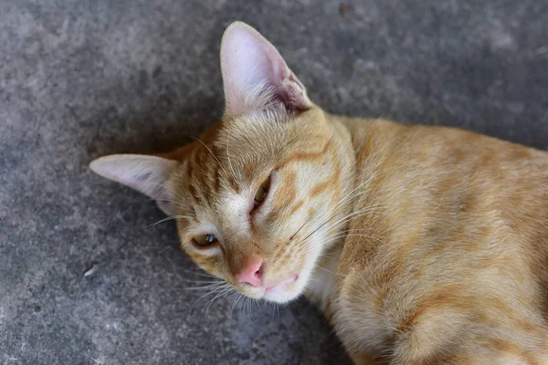 Güzel Kırmızı Kediye Yakın Çekim — Stok fotoğraf