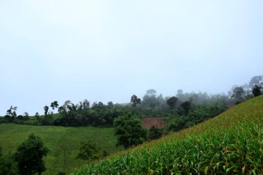 Gündüz vakti yeşil dağ manzarası