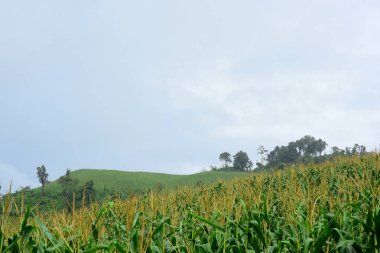 Gündüz vakti yeşil dağ manzarası