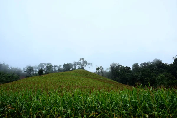 Paisaje Verde Montaña Durante Día — Foto de Stock