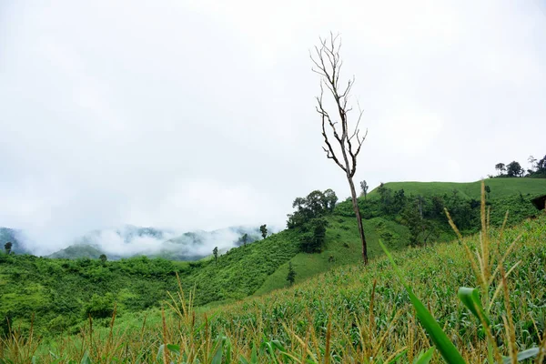 Paisaje Verde Montaña Durante Día — Foto de Stock