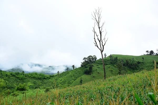 Paisaje Verde Montaña Durante Día — Foto de Stock