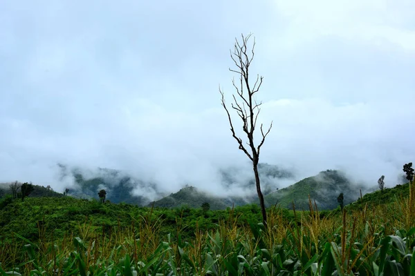 Paisaje Verde Montaña Durante Día — Foto de Stock