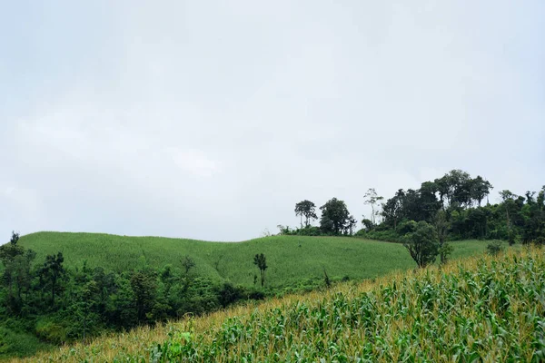 Paisaje Verde Montaña Durante Día — Foto de Stock