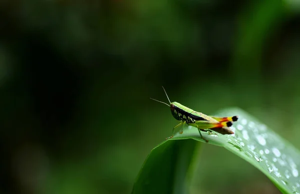 Grasshopper Hoja Húmeda Verde — Foto de Stock