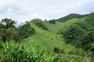 Güzel yeşil tropikal manzara