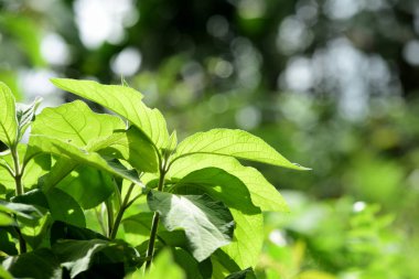 Tropikal ağaçta yeşil yapraklar