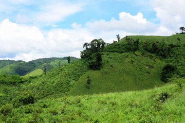 Dağ manzaraları ve parlak Mısır alanları. Çiğ gününde. Dağlar ve dağların güzel skycorn alanında.