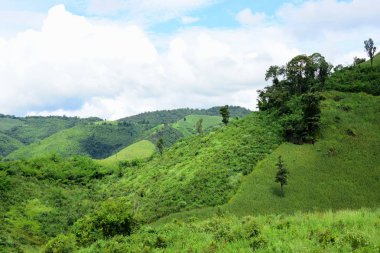 Dağ manzaraları ve parlak Mısır alanları. Çiğ gününde. Dağlar ve dağların güzel skycorn alanında.