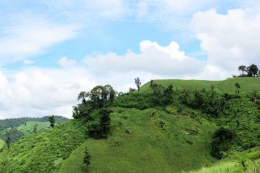 Dağ manzaraları ve parlak Mısır alanları. Çiğ gününde. Dağlar ve dağların güzel skycorn alanında.