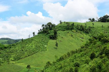 Dağ manzaraları ve parlak Mısır alanları. Çiğ gününde. Dağlar ve dağların güzel skycorn alanında.