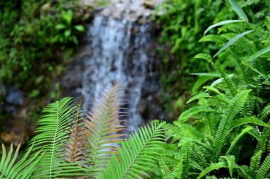 Bitkiler tropik ormanlara yakın. 