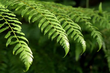 Bitkiler tropik ormanlara yakın. 