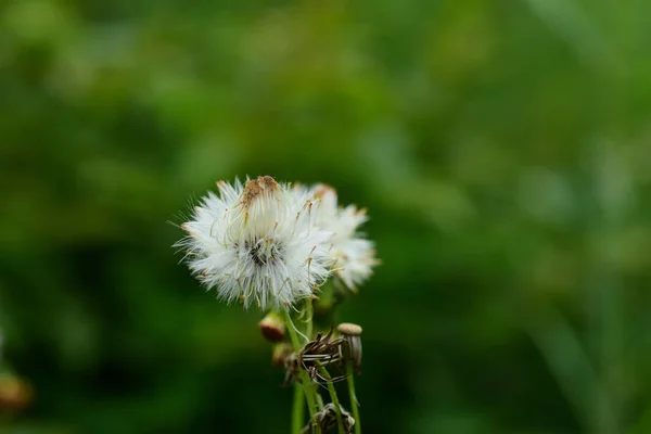 Vita Blommor Grön Äng — Stockfoto