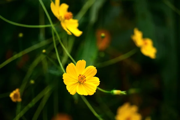 Gele Bloemen Groene Takken — Stockfoto