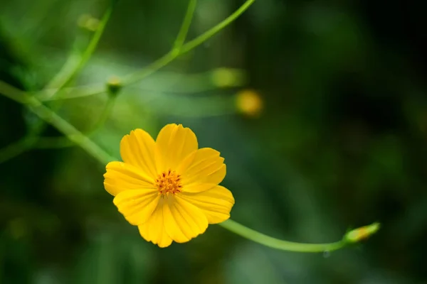 Gele Bloemen Groene Takken — Stockfoto