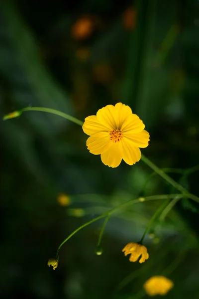 Flores Amarillas Sobre Ramas Verdes — Foto de Stock