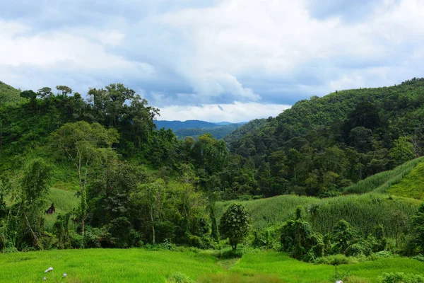 Hermoso Paisaje Tropical Verde — Foto de Stock