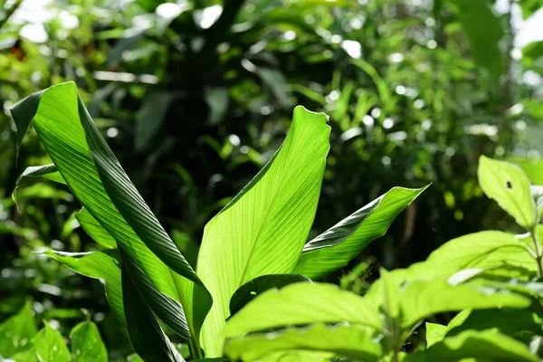 Plantas Verdes Tropicales Día Soleado —  Fotos de Stock