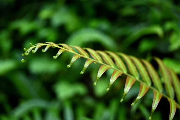 Plant Close Tropical Forest — Stock Photo, Image