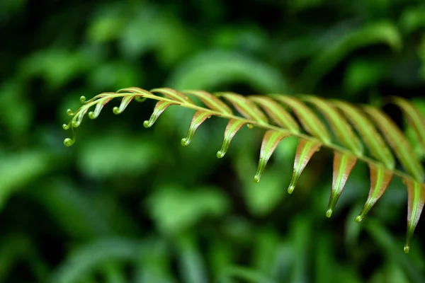 Planta Cercana Bosque Tropical —  Fotos de Stock