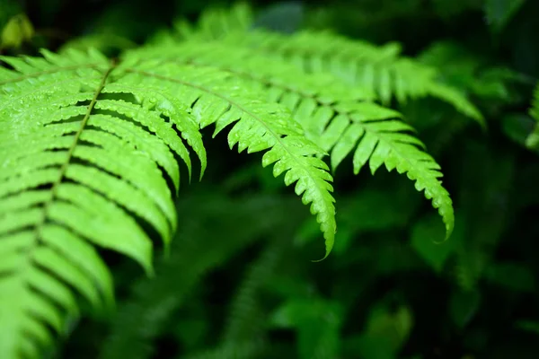 热带森林中的植物 — 图库照片