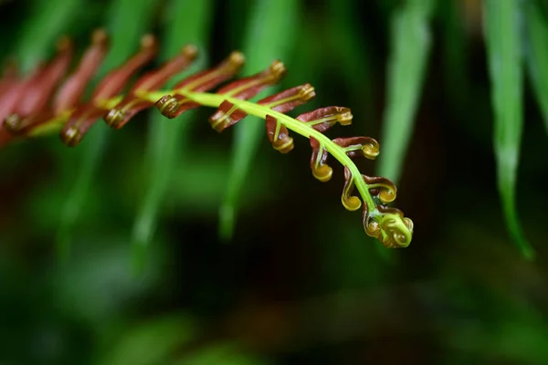 Bitkiler Tropik Ormanlara Yakın — Stok fotoğraf