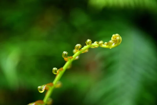 Roślina Bliska Lesie Tropikalnym — Zdjęcie stockowe
