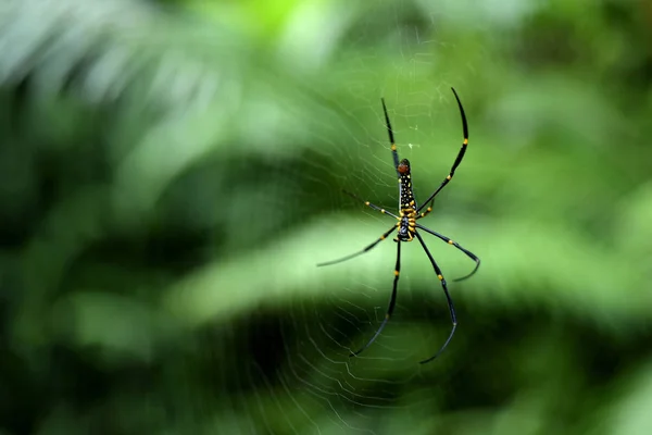熱帯林のクモの巣 — ストック写真