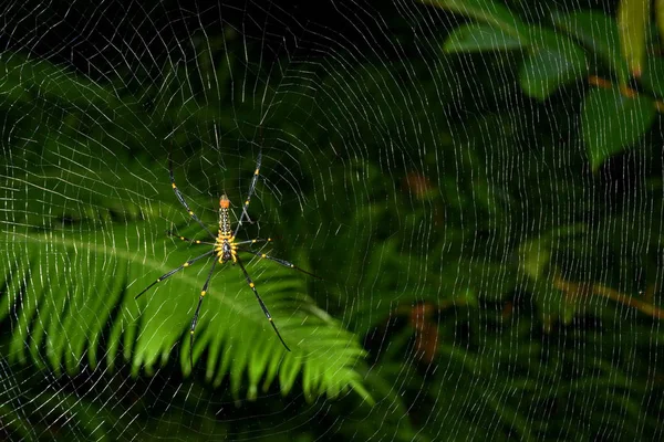 Pavoučí Síť Tropickém Lese — Stock fotografie