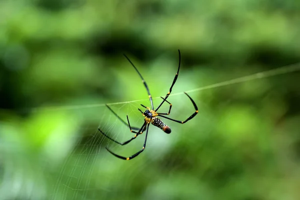 Spider Net Tropical Forest — Stock Photo, Image