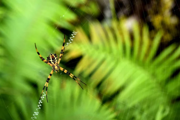 Rede Aranha Floresta Tropical — Fotografia de Stock