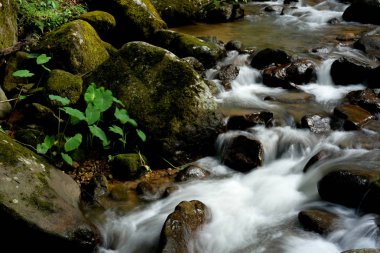 tropikal ormanda güzel şelale