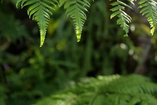 Planta Perto Floresta Tropical — Fotografia de Stock
