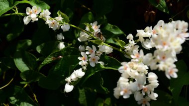 pembe çiçekler ve bahçede arı grubu. Renkli çiçek. Grup flower.group sarı beyaz ve pembe çiçek.