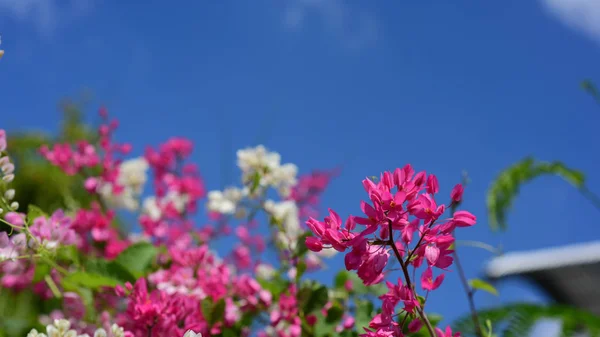 group of pink flowers and bee in the garden.Colorful flowers.Group of flower.group of yellow white and pink flowers.