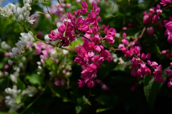 group of pink flowers and bee in the garden.Colorful flowers.Group of flower.group of yellow white and pink flowers.