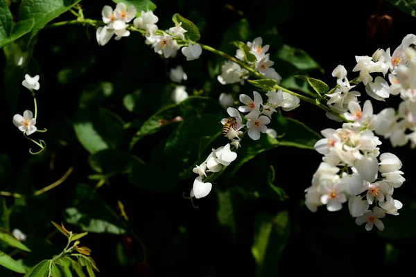 Gruppo Fiori Rosa Api Giardino Fiori Variopinti Gruppo Fiori Gialli — Foto Stock