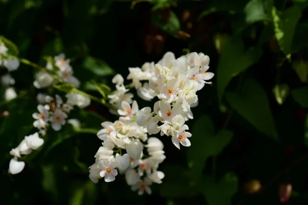 Grupp Rosa Blommor Och Bee Trädgården Färgglada Blommor Grupp Flower — Stockfoto