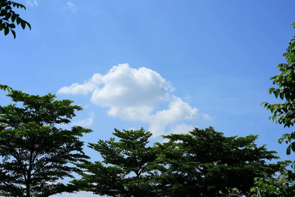 Green Plants Blue Sky Background — Stock Photo, Image
