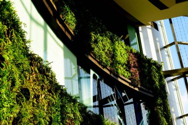 Bitkileri olan modern cam bina.