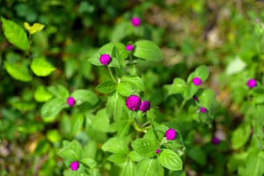 Renkli çiçekler doğada. Şube ve yeşil yaprakları ile güzel sarı ve beyaz çiçekler.