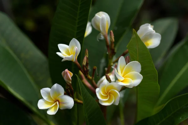 Barevné Květiny Přírodě Krásné Žluté Bílé Květy Pobočkami Zelenými Listy — Stock fotografie