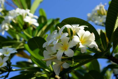 Renkli çiçek. Grup flower.group sarı beyaz ve pembe çiçek 